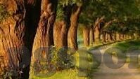 足球欧赔分析比分-足球欧赔解码，从数字迷宫到比分预判的实战指南